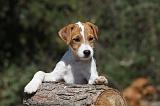 PARSON RUSSEL TERRIER 002